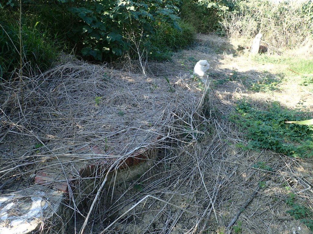 P1017804.JPG - 鹽水  菜園  儒林郎陳敏濟墓