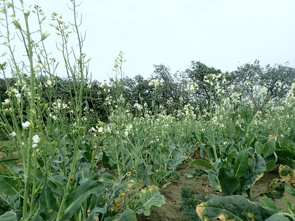 P2024795.JPG - 淡海  洲子灣  芥藍菜花田