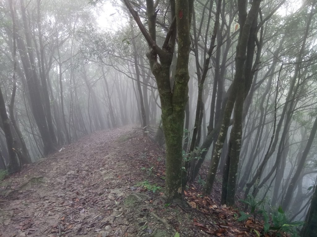 DSC_2426.JPG - 新店  獅子頭山隘勇線  02