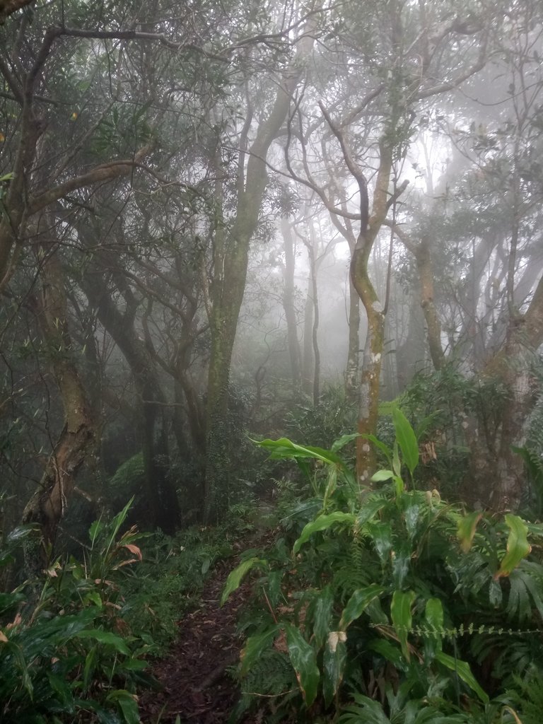 DSC_6244.JPG - 三峽  白雞山登山步道