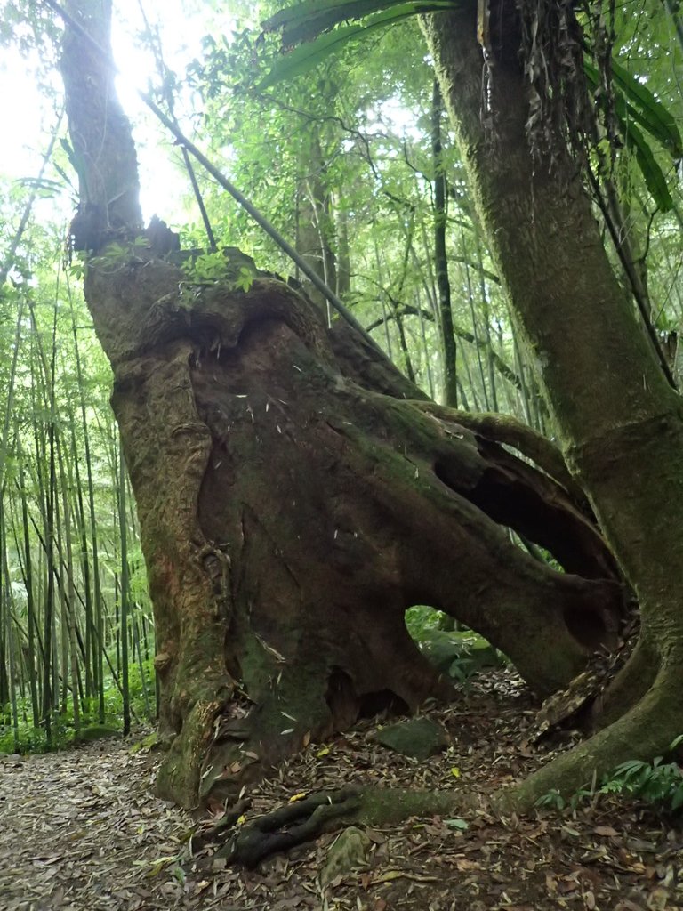 PA231733.JPG - 石壁山  嘉南雲峰步道