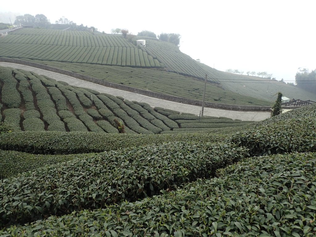 P3257893.JPG - 阿里山  頂石卓茶園之美