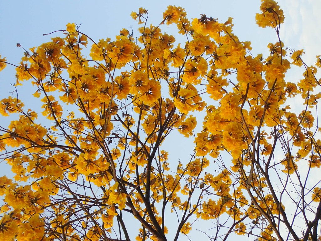 P3066281.JPG - 南投  貓羅溪畔  黃花風鈴木