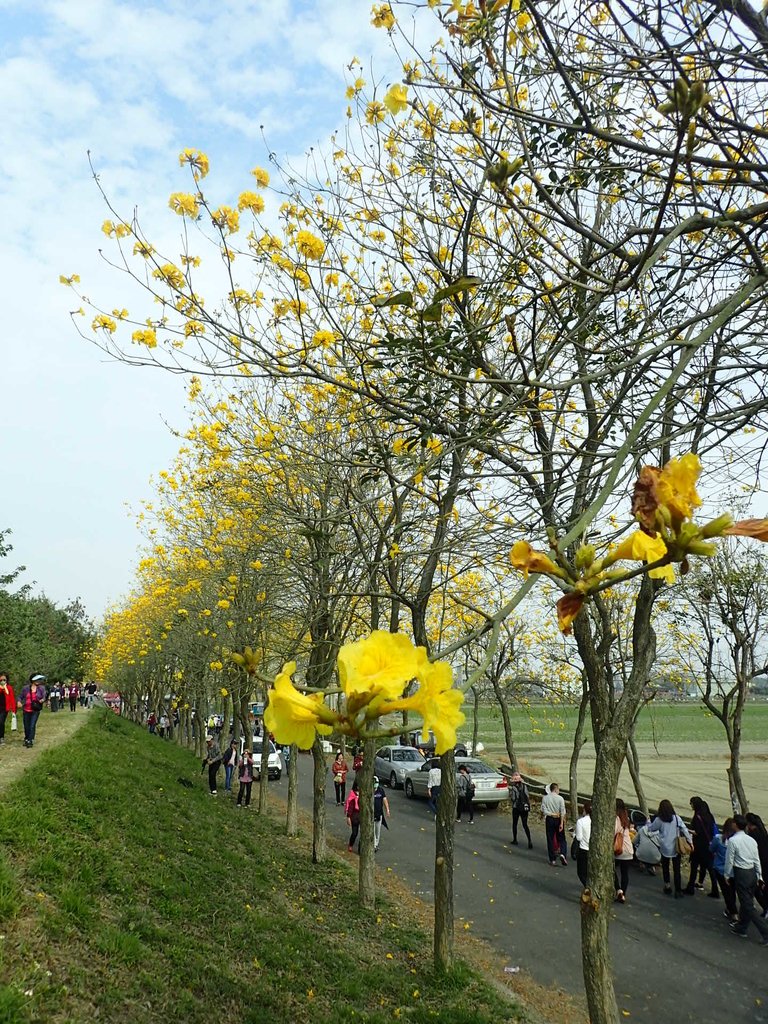 P3066766.JPG - 朴子溪畔  黃花風鈴木