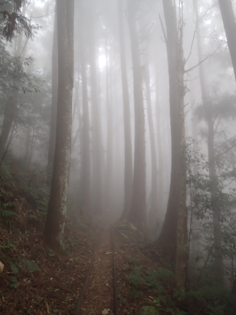 P2035015.JPG - 南庄  加里山  森林鐵道