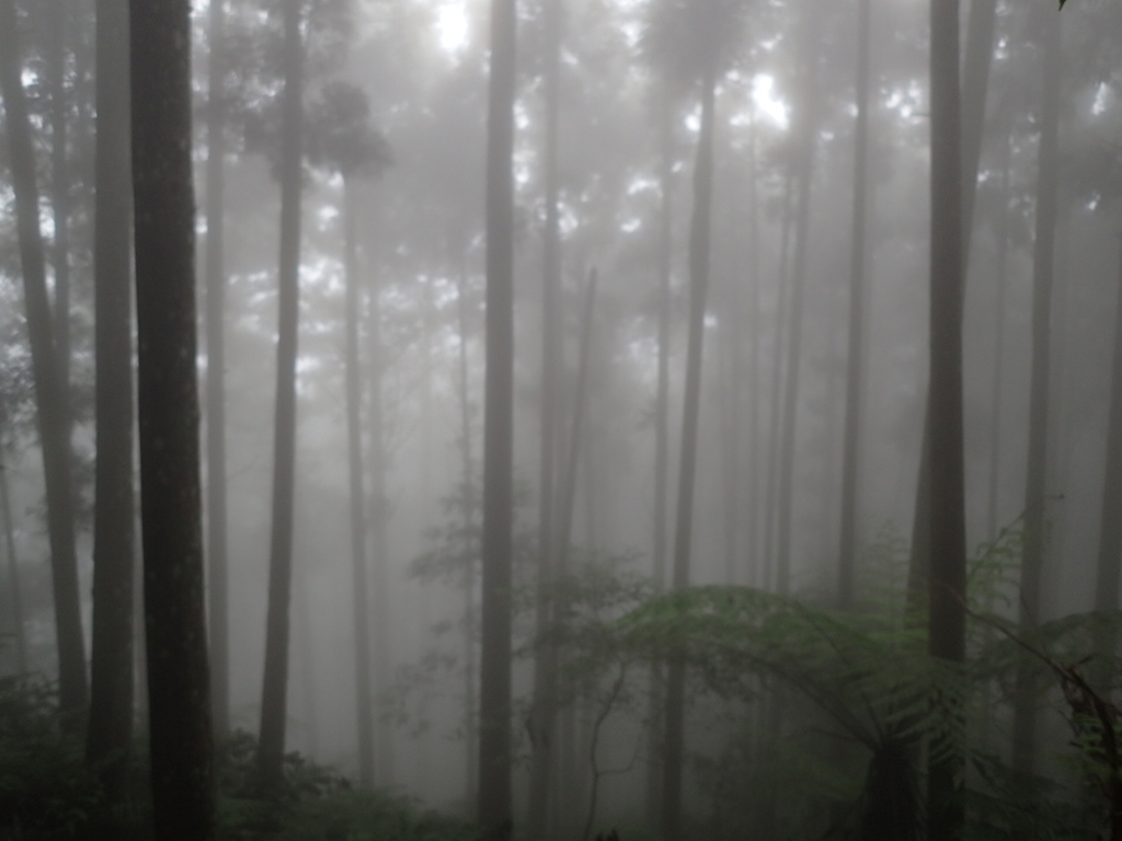 P9250186.JPG - 南庄  向天湖之  迷霧森林