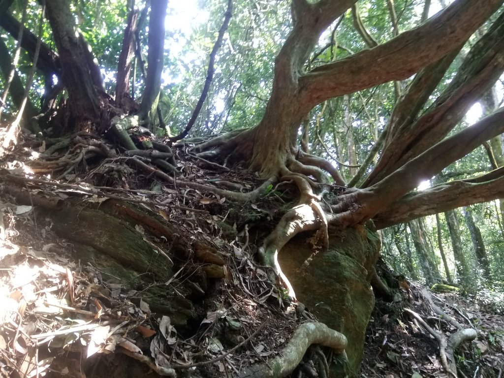 DSC_4074.JPG - 魚池  大尖山登山步道