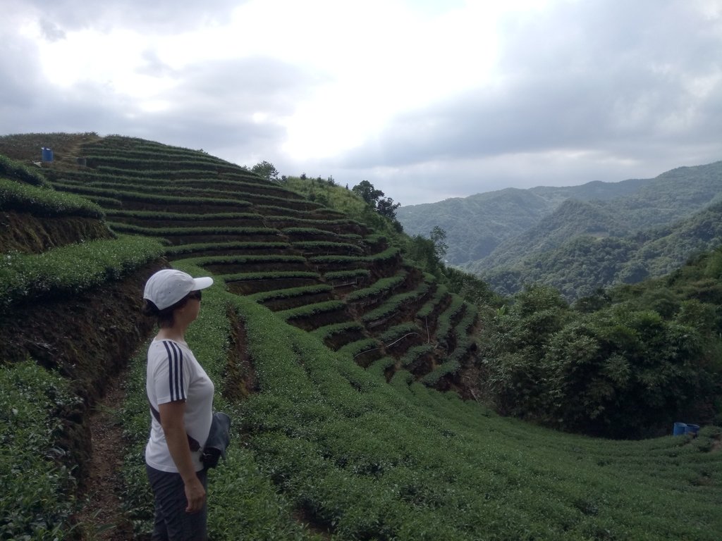 DSC_4724.JPG - 坪林  厚德岡坑  茶園之美