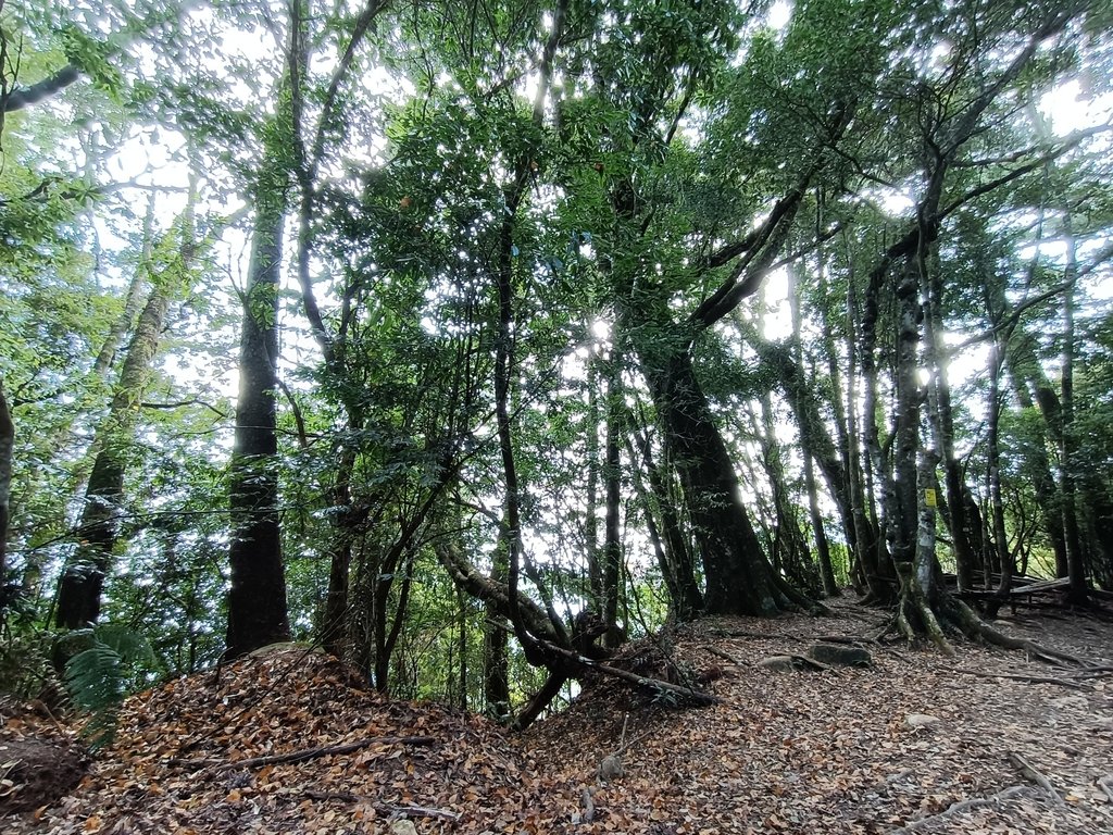 IMG20210205102407.jpg - 竹山  嶺頭山  金柑樹山