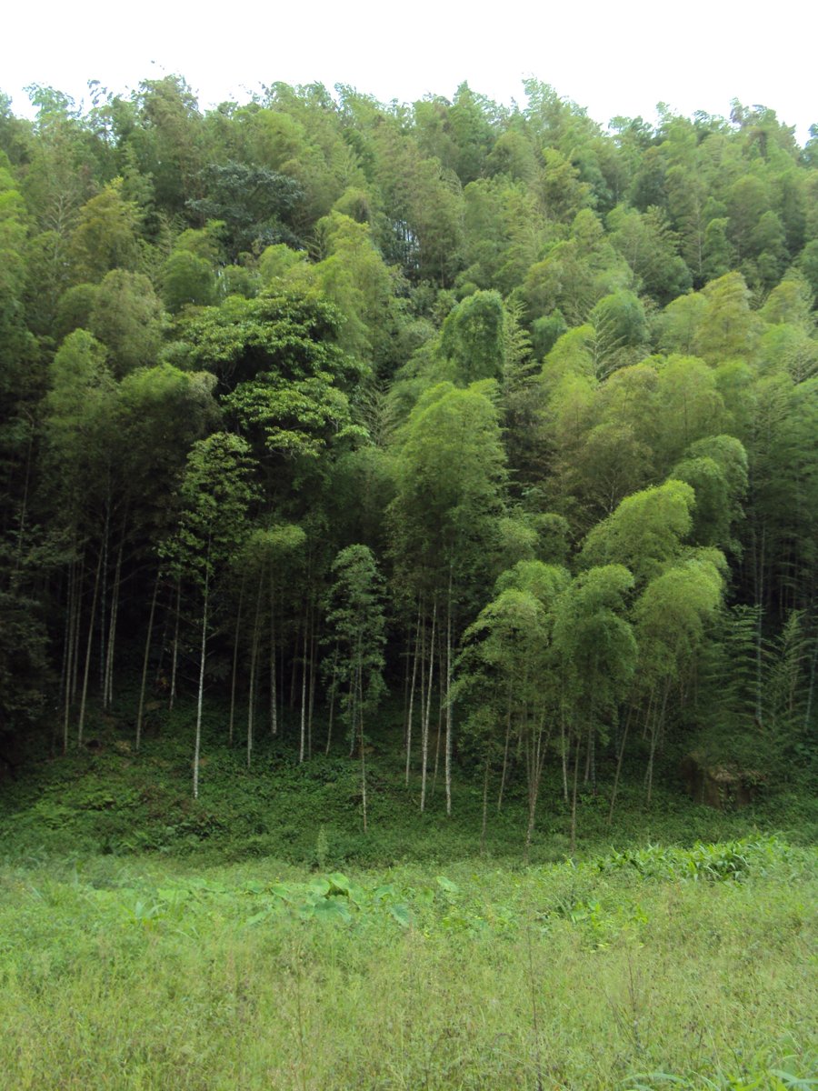 DSC08023.JPG - 竹山  大鞍  觀竹海樓