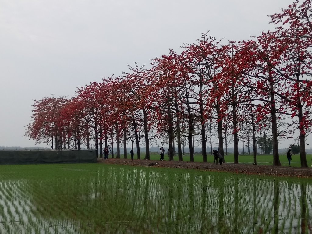 DSC_8403.JPG - 竹塘  田頭  木棉花道