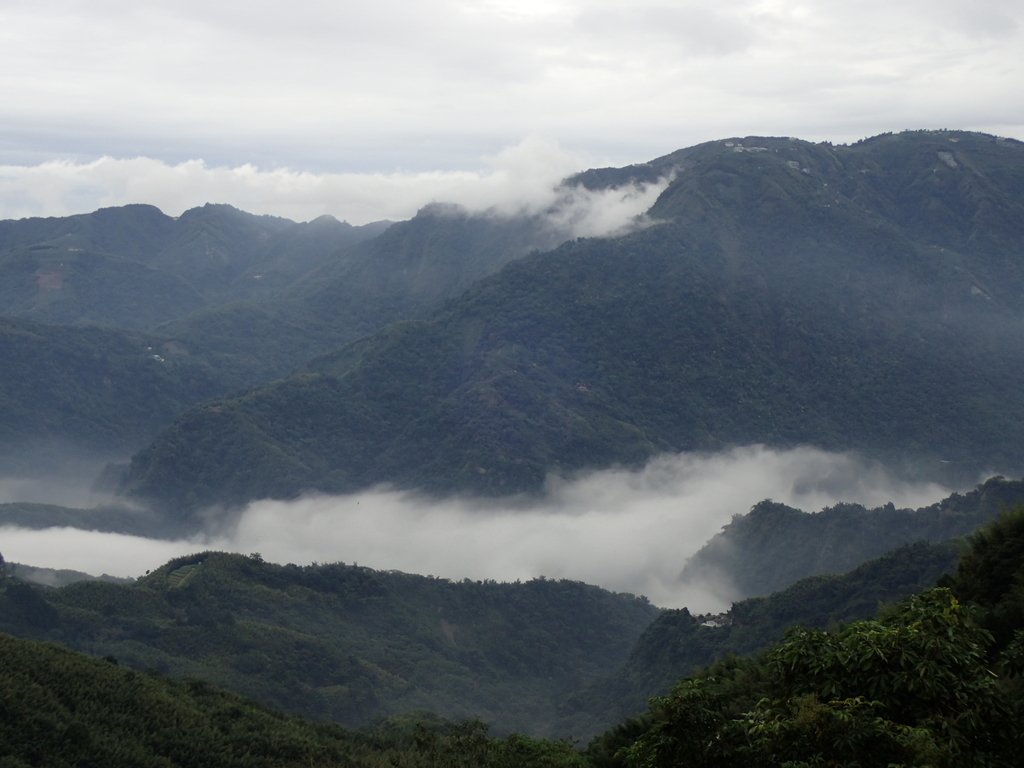 PA231781.JPG - 往三層坪途中之  茶園景致