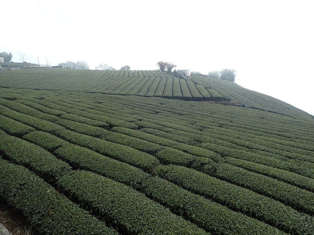 P3257896.JPG - 阿里山  頂石卓茶園之美