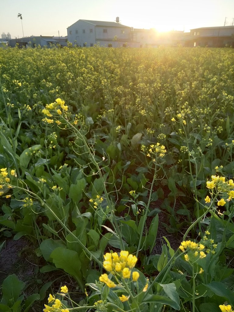 DSC_0182.JPG - 台中  西屯  油菜花田