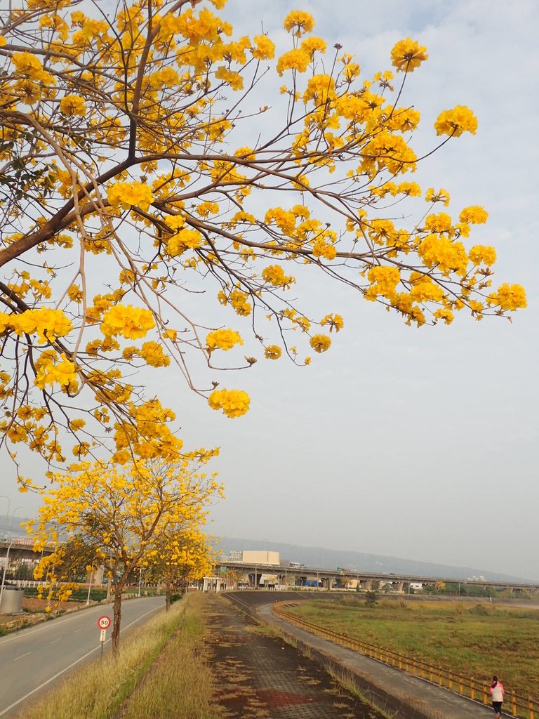 P3066307.JPG - 南投  貓羅溪畔  黃花風鈴木