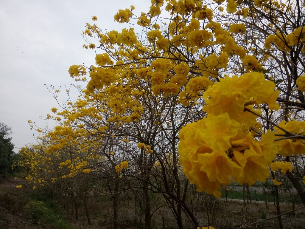 DSC_8426.JPG - 竹塘  田頭堤防  黃花風鈴木