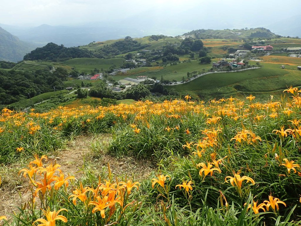 P9088021.JPG - 富里  六十石山  金針花季