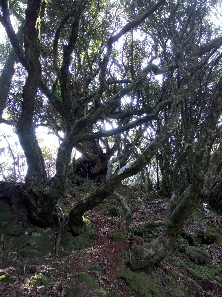 DSC_3638.JPG - 南庄  大坪林道  杜鵑嶺