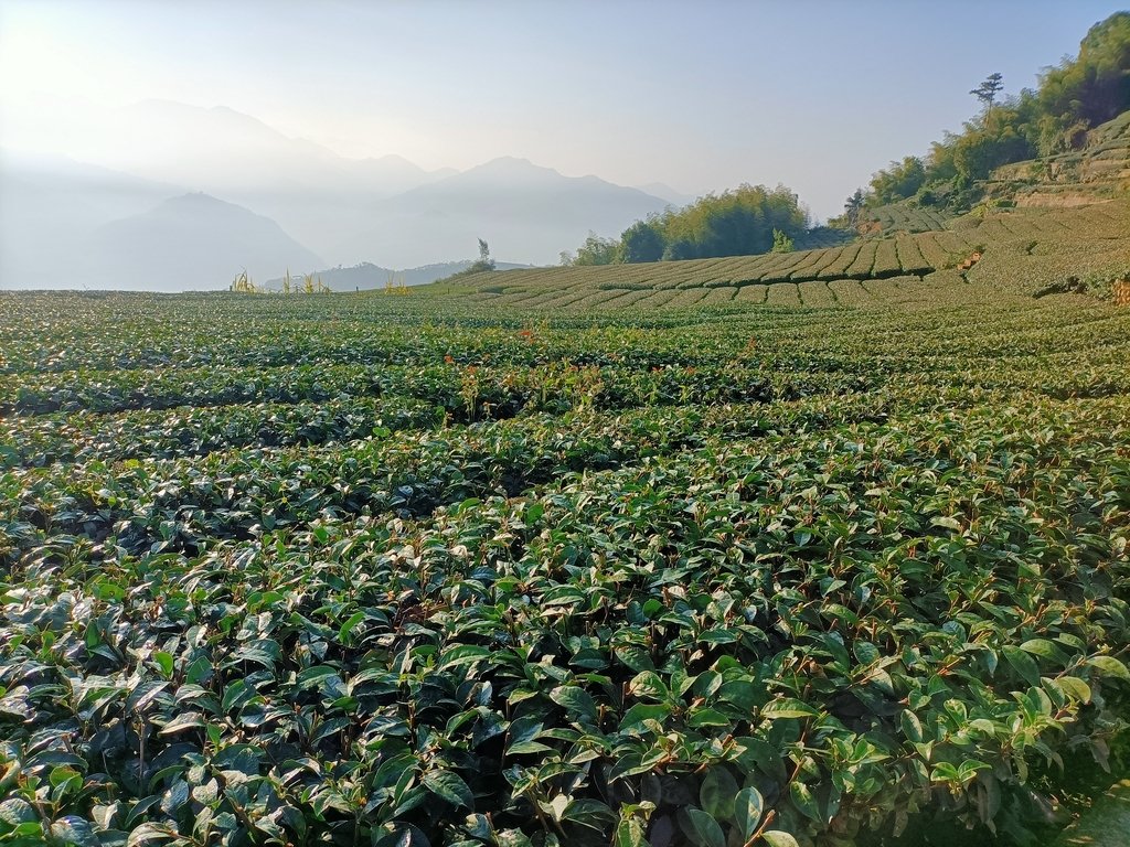 IMG20210130080059.jpg - 梅山  二尖山  龍眼茶園風光