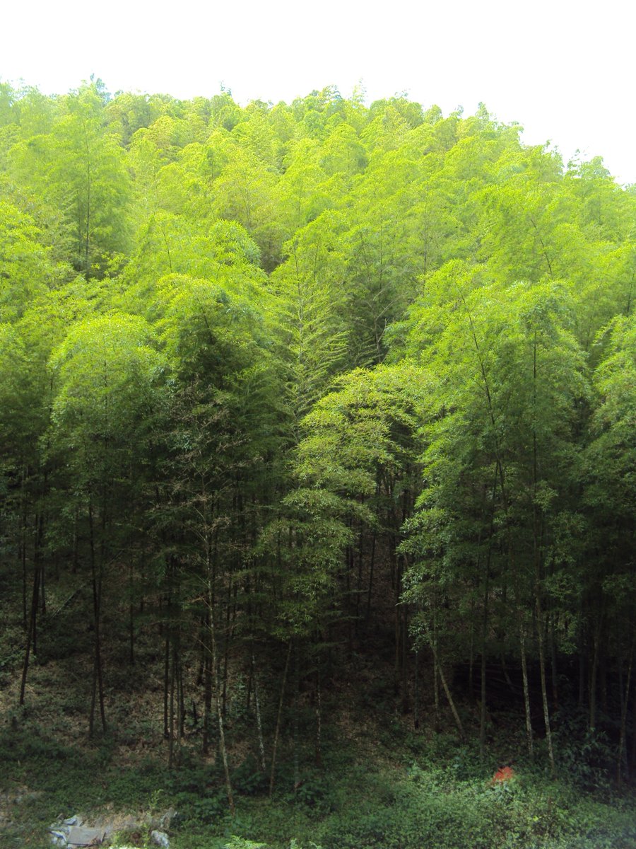 DSC08054.JPG - 竹山  大鞍  觀竹海樓