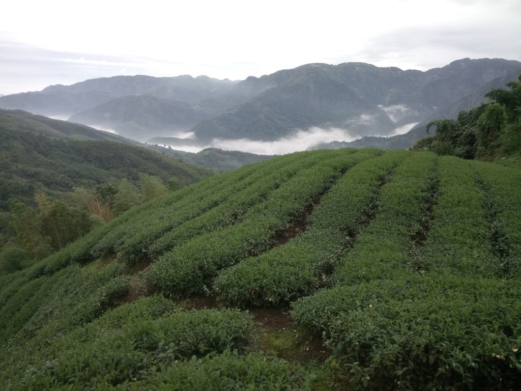 DSC_1298.JPG - 往三層坪途中之  茶園景致