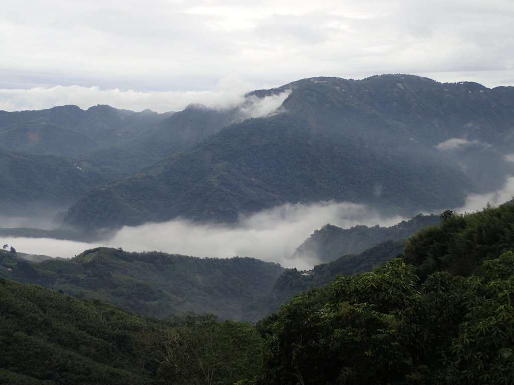 PA231784.JPG - 往三層坪途中之  茶園景致