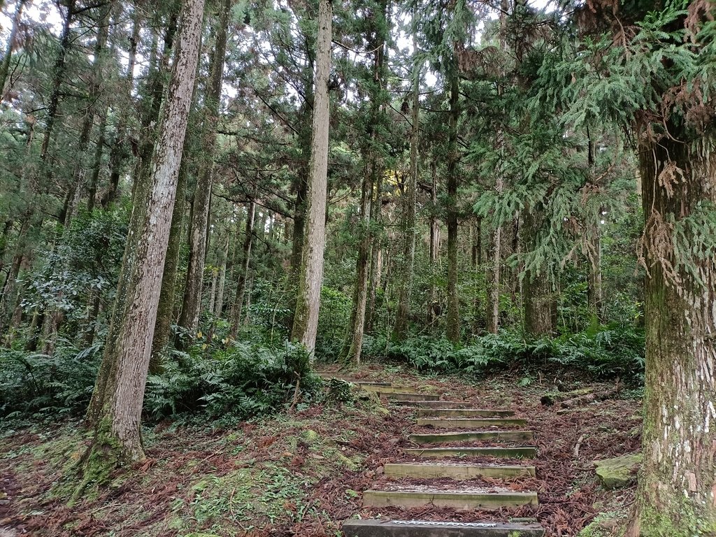 IMG20201215120551.jpg - 東眼山  東滿步道