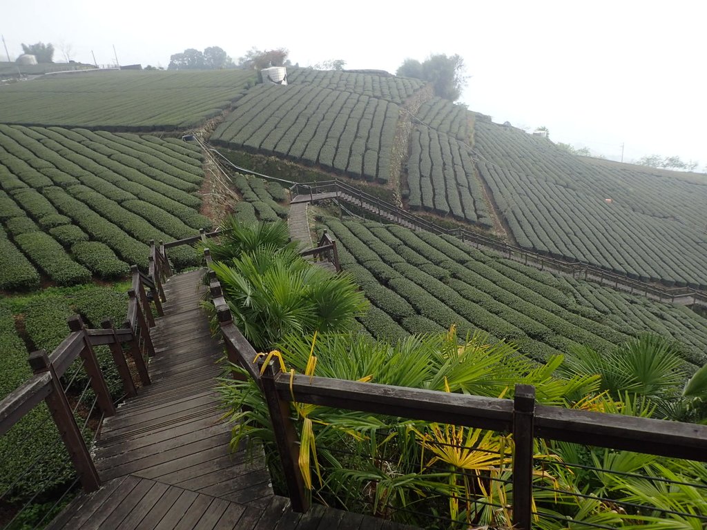 P3257901.JPG - 阿里山  頂石卓茶園之美