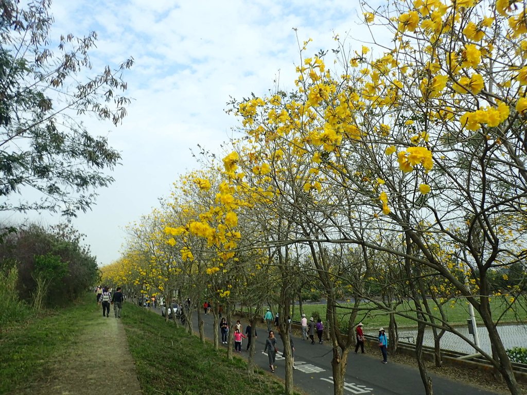 P3066771.JPG - 朴子溪畔  黃花風鈴木