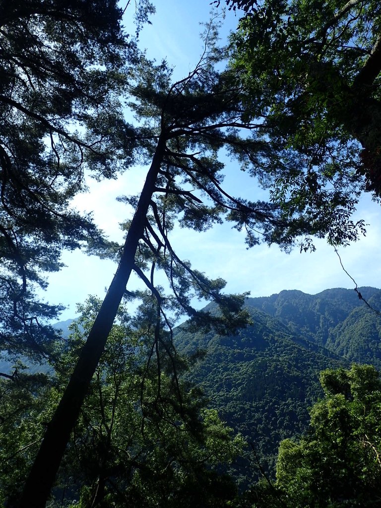 P6160575.JPG - 谷關七雄之  八仙山  (01)