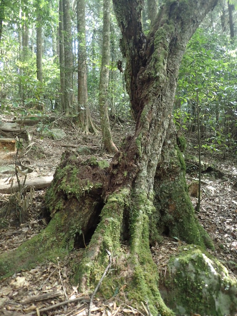 PA185604.JPG - 台中  和平  稍來山