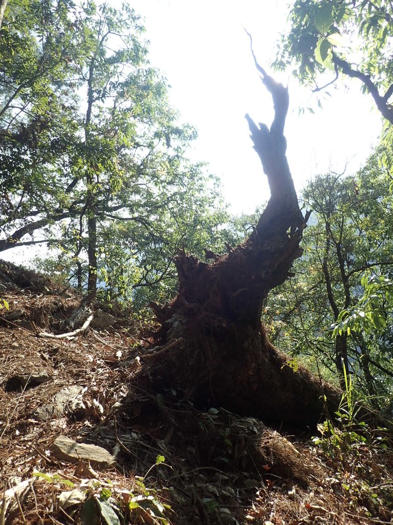 P3167145.JPG - 谷關  德芙蘭步道