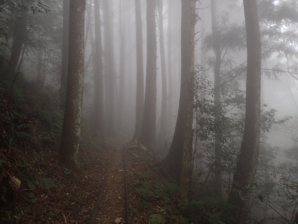 P2035016.JPG - 南庄  加里山  森林鐵道