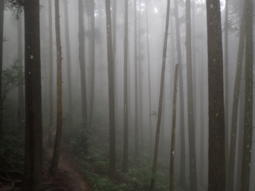 P9250192.JPG - 南庄  向天湖之  迷霧森林