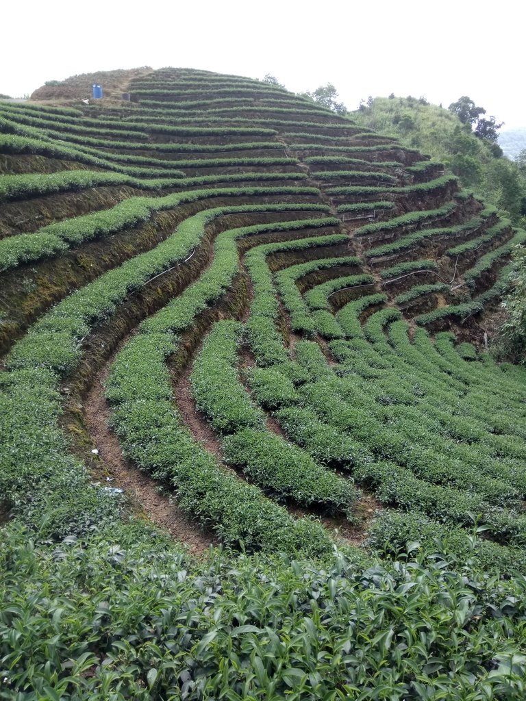 DSC_4719.JPG - 坪林  厚德岡坑  茶園之美