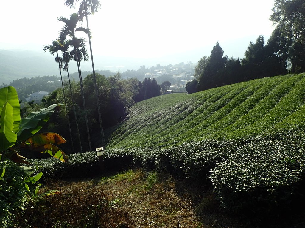 PB225310.JPG - 竹山  山坪頂茶園