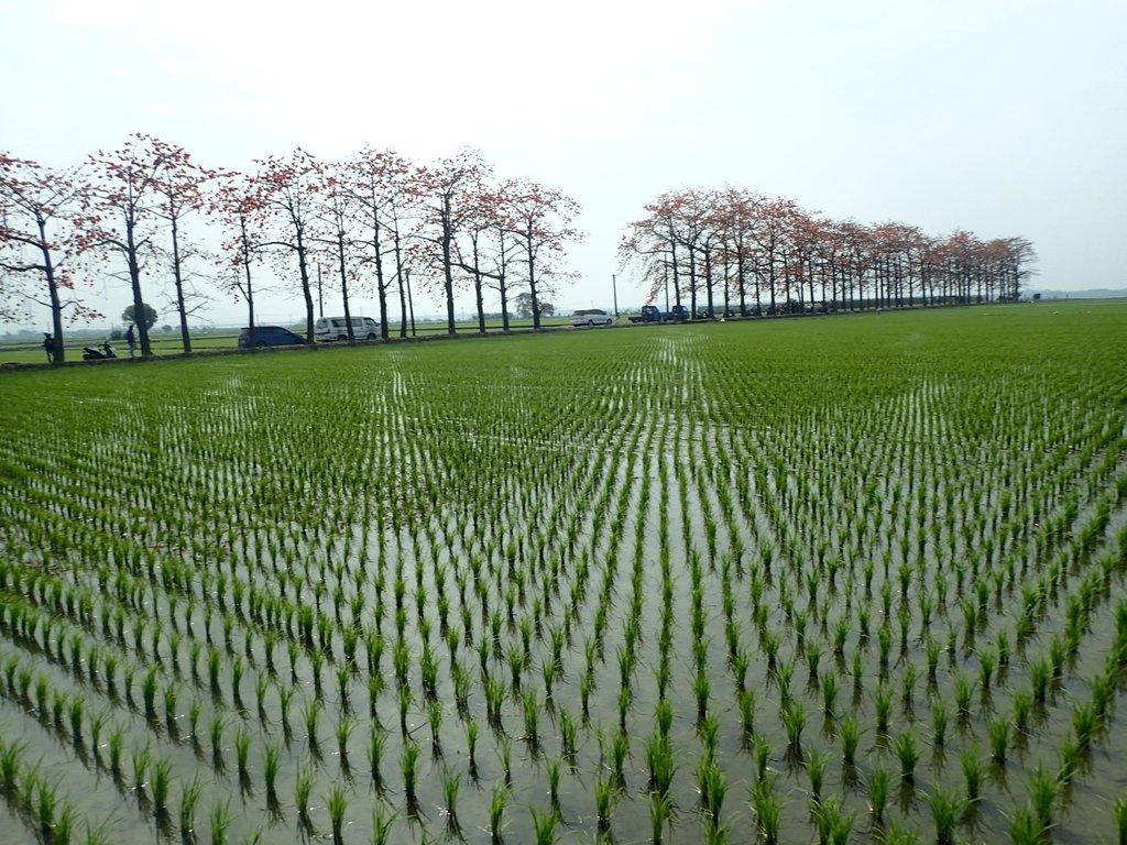 P3066464.JPG - 竹塘  田頭  木棉花道