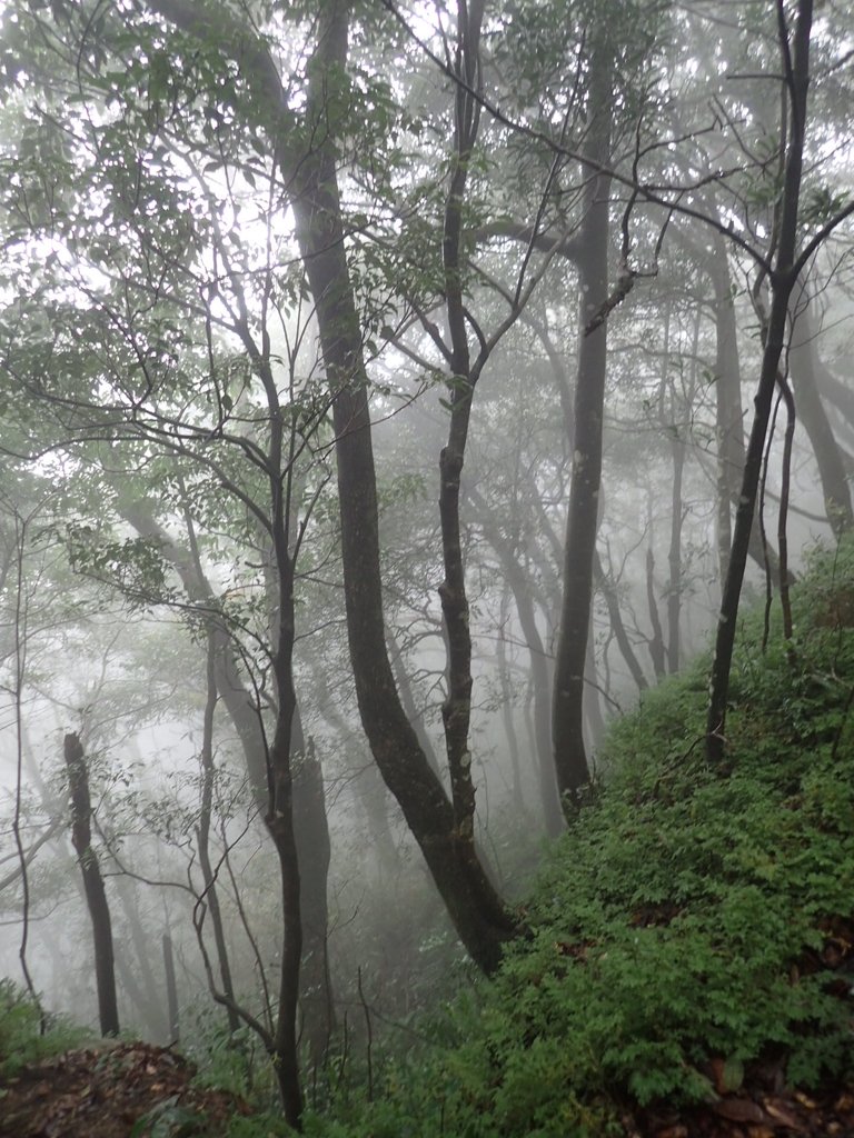 P1132837.JPG - 新店  獅子頭山隘勇線  02