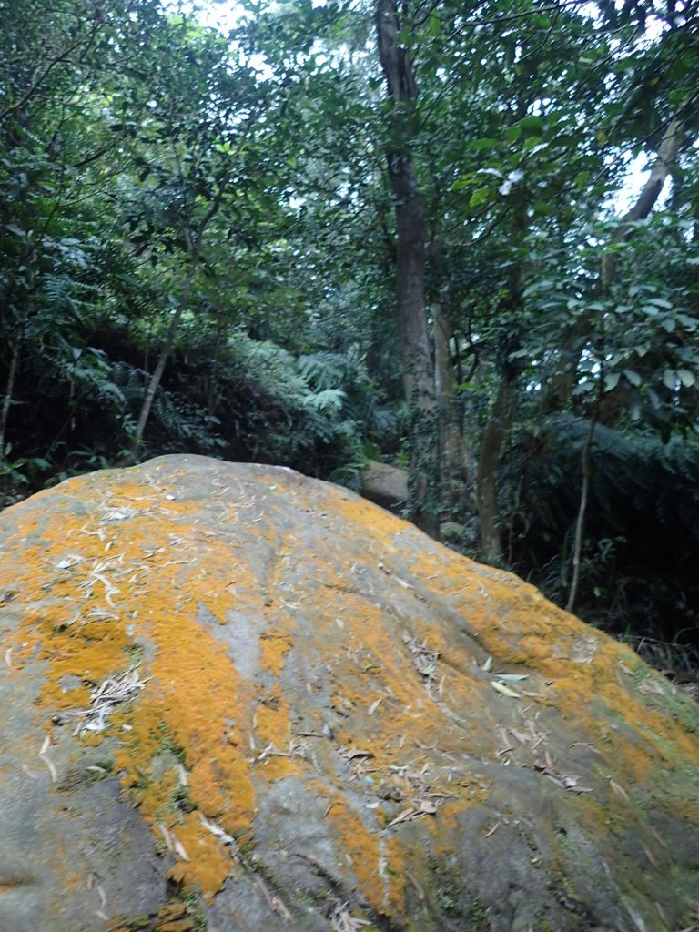 P2288754.JPG - 內湖  大崙尾山