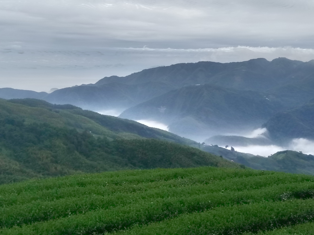 DSC_1303.JPG - 往三層坪途中之  茶園景致