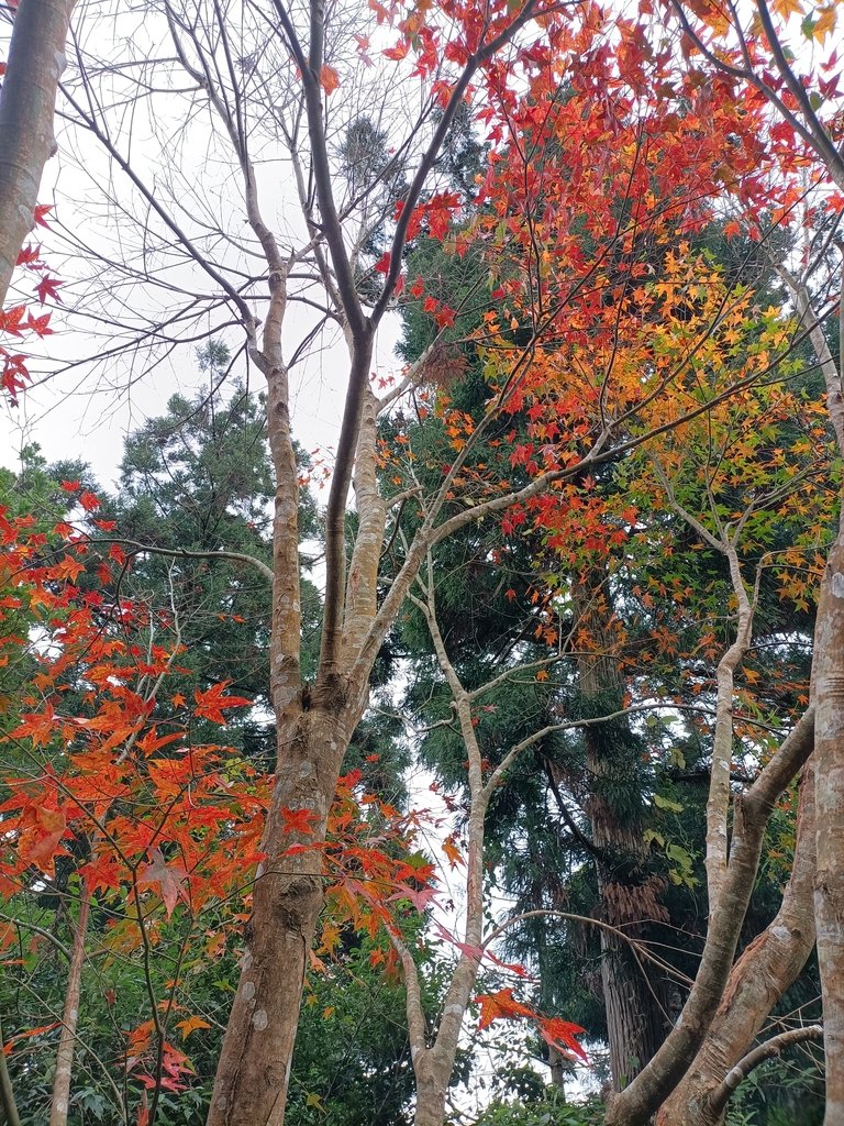 IMG20201215121356.jpg - 東眼山  東滿步道