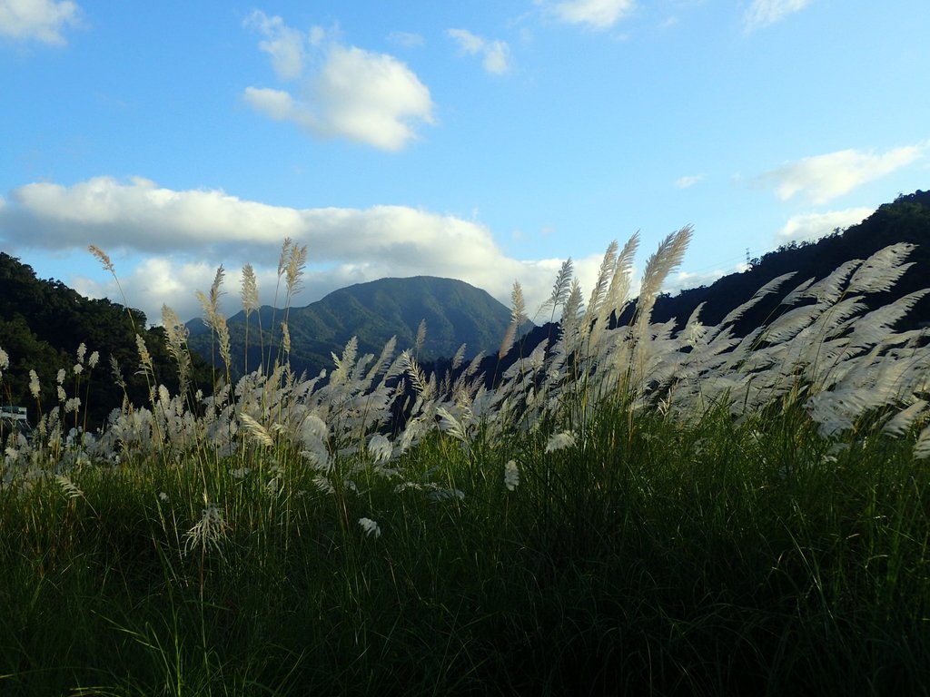 PB169301.JPG - 屈尺高灘地  甜根子草