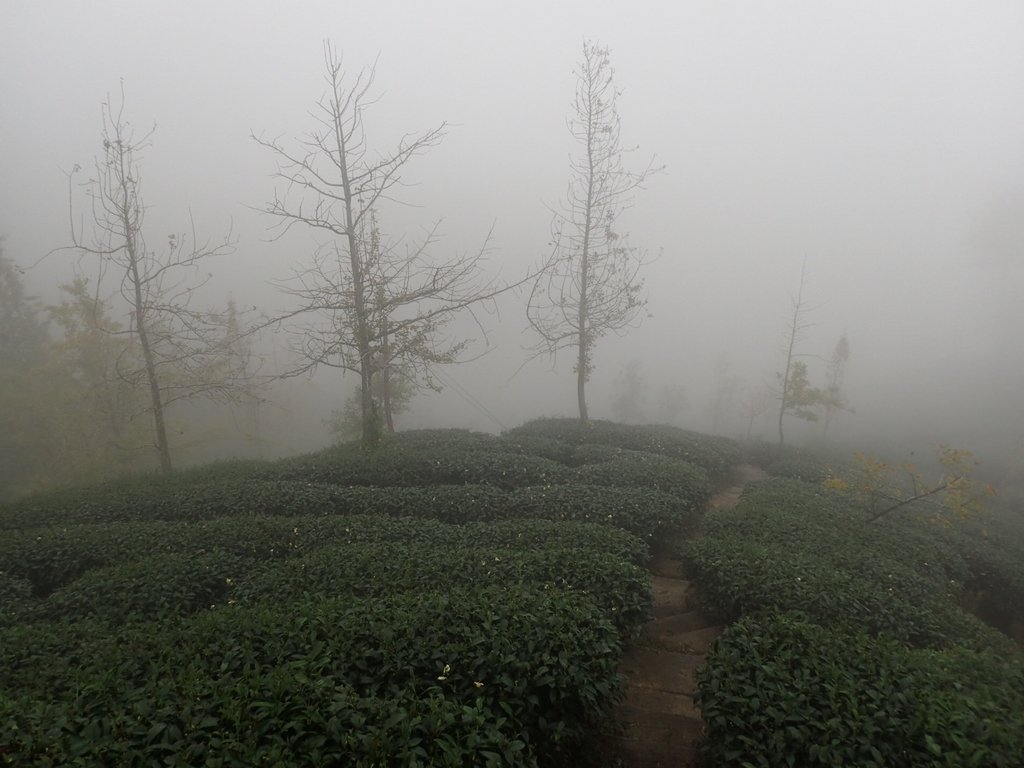 PA171160.JPG - 鹿谷  銀杏森林步道