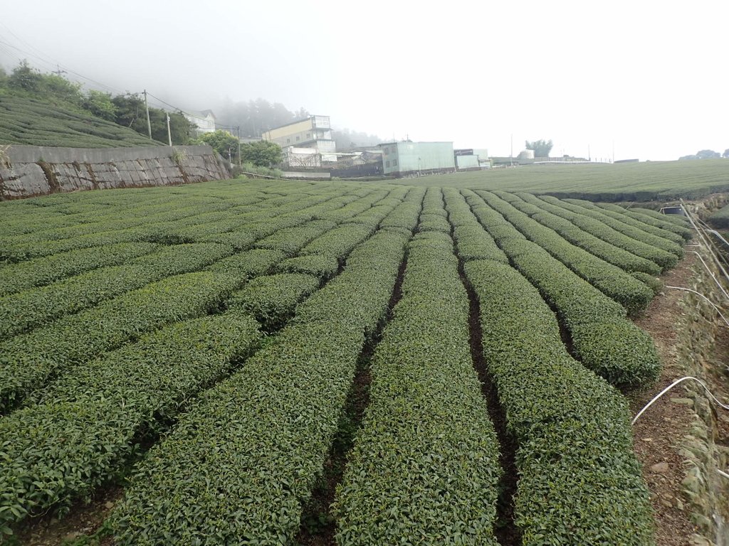 P3257902.JPG - 阿里山  頂石卓茶園之美