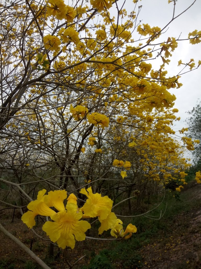 DSC_8435.JPG - 竹塘  田頭堤防  黃花風鈴木