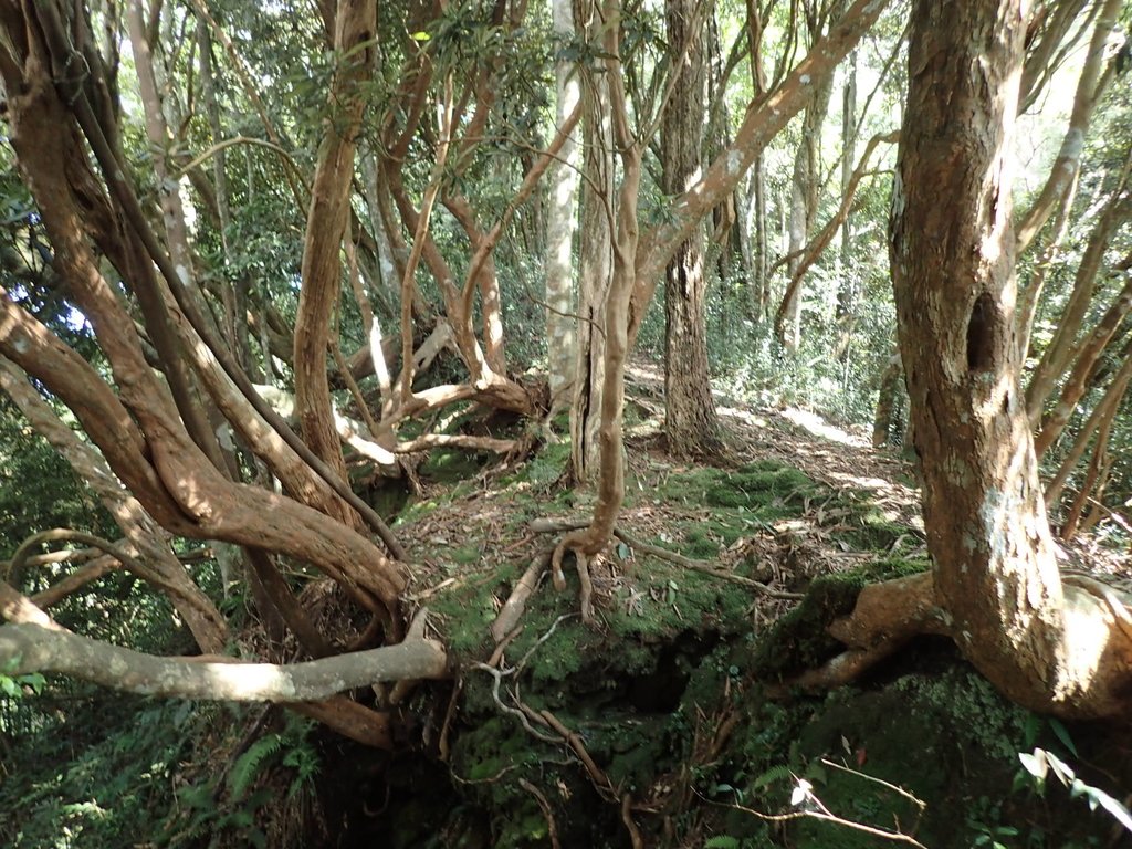 PA040480.JPG - 魚池  大尖山登山步道