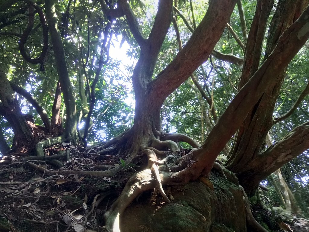 DSC_4076.JPG - 魚池  大尖山登山步道