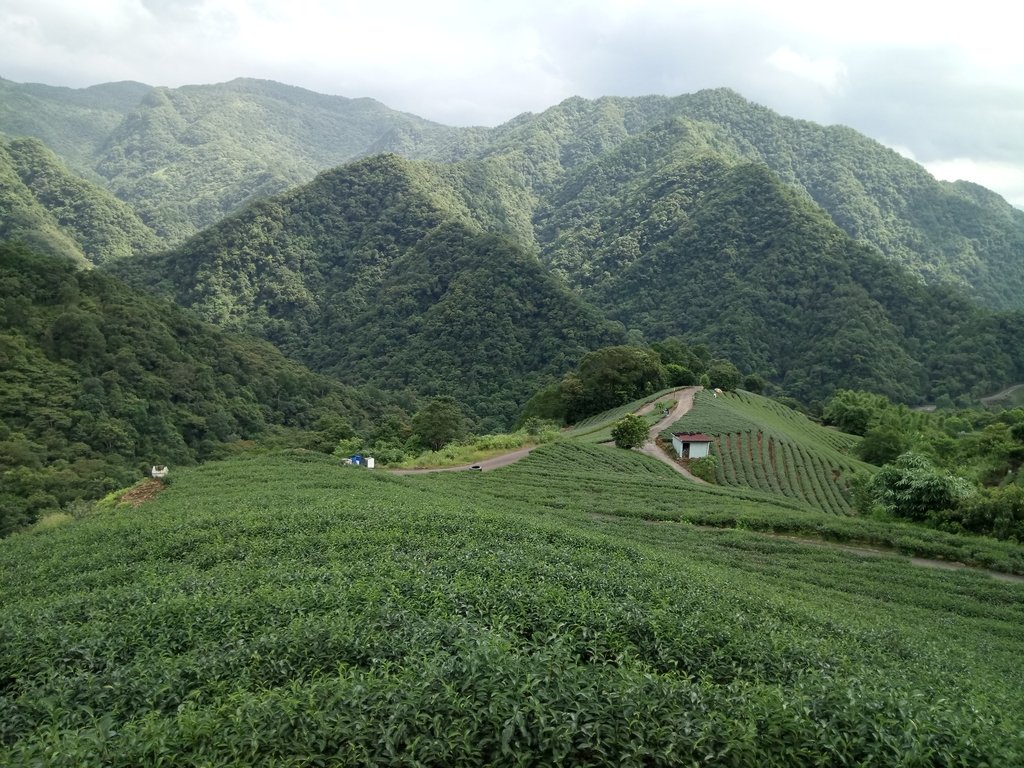 DSC_4729.JPG - 坪林  厚德岡坑  茶園之美