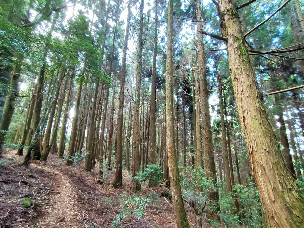 IMG20210205110626.jpg - 竹山  嶺頭山  金柑樹山