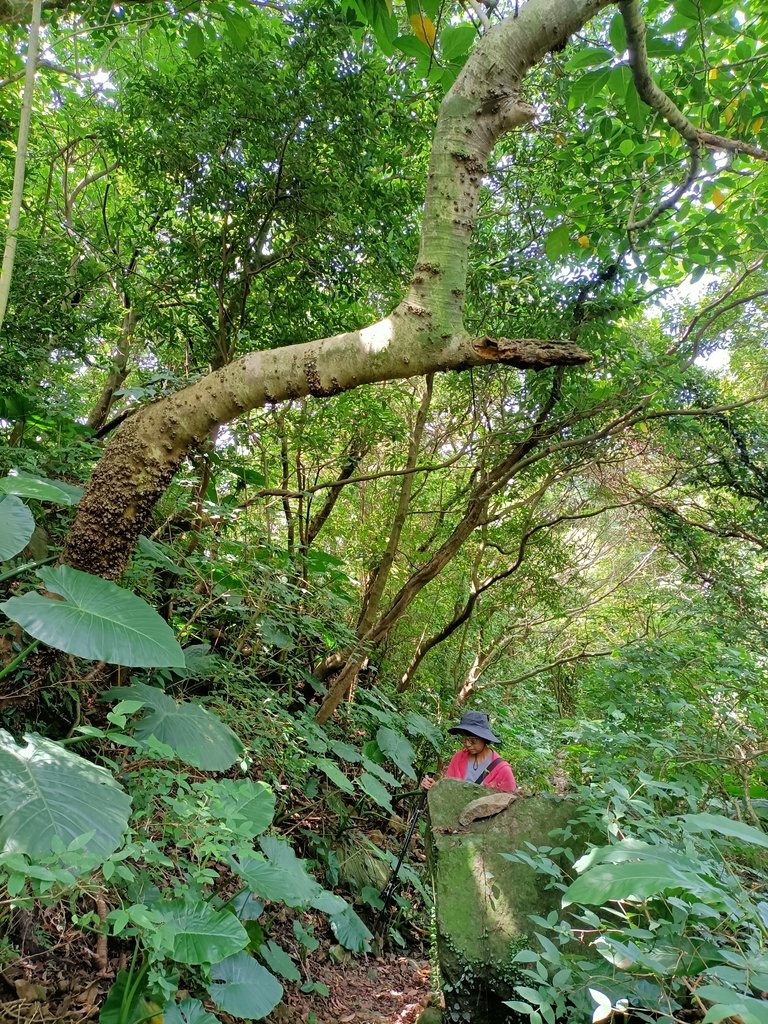 IMG20210430102943.jpg - 瑞芳  雞籠山東峰  (雷霆峰)